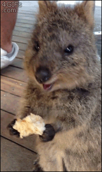 Gif quokka, manger, mange, miam, diner, dejeuner, gouter, petit-dejeuner,  eat / n° 298